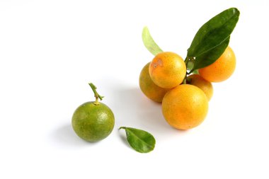 Kamkat beyaz zemin üzerine