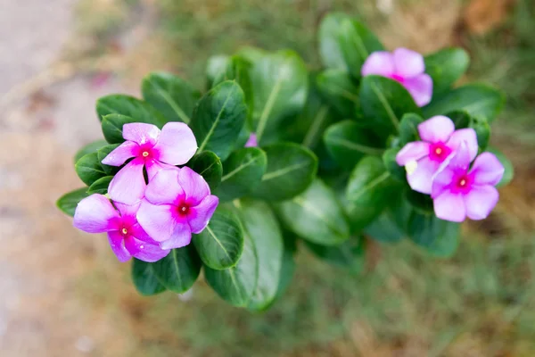 Озил, фиолетовый цветок — стоковое фото