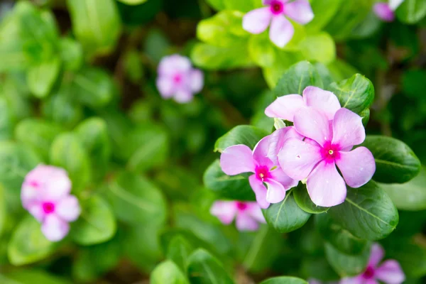 Vinca, flor violeta — Foto de Stock