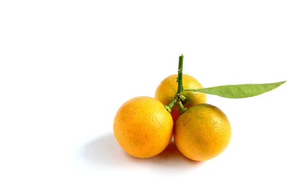 Kumquat on white background — Stock Photo, Image