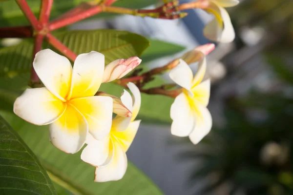 Plumeria fleur en fleurs — Photo