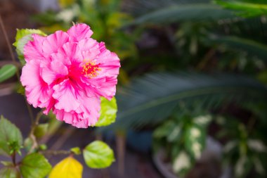 Yeşil arka plana sahip güzel pembe Çin gül