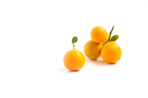 Kumquat arancione posto su sfondo bianco — Foto Stock