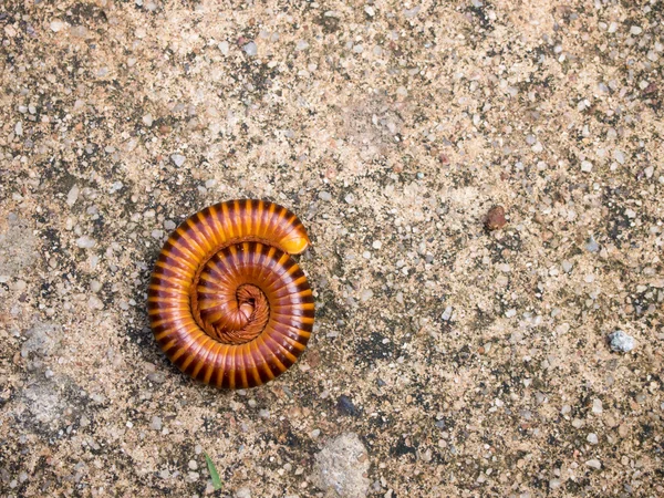 Red millipede curl itself on concrete background — Stock Photo, Image