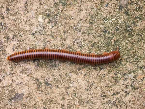 Red millipede crawl on concrete background — Stock Photo, Image