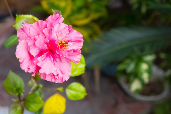 Vacker rosa Kina ros med grön bakgrund — Stockfoto