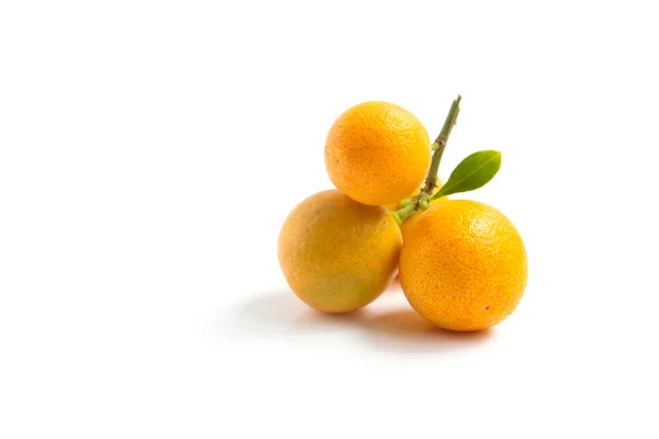 Πορτοκαλί Κουμκουάτ τοποθετούνται σε λευκό φόντο — Φωτογραφία Αρχείου