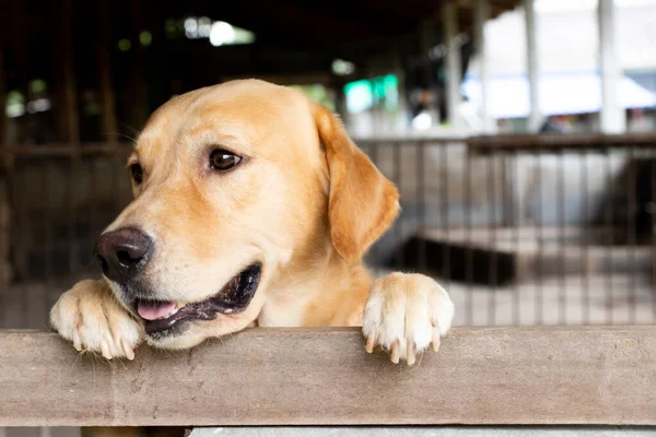 Kahverengi Altın Geri Çekilen Köpek Durdu Kafesin Başında Bekledi — Stok fotoğraf