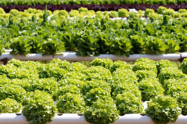 Yeşil yapraklı marul çiftliği hidroponik yöntemi olarak kullanılır.
