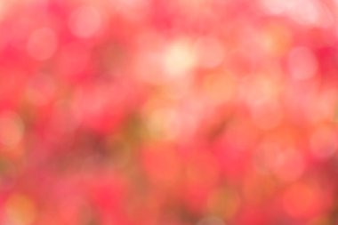 Kutlama veya festivalde süsleme için kırmızı veya pembe bokeh arkaplan