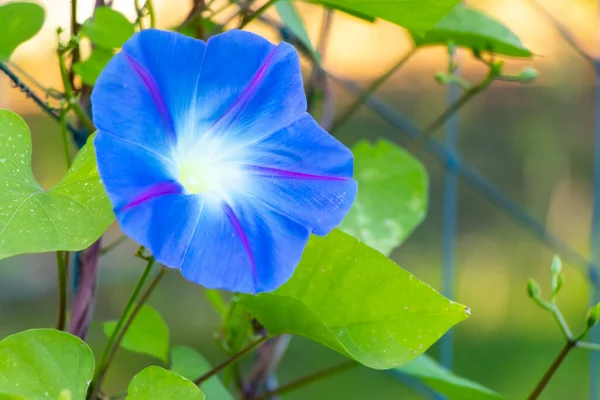 蓝色的晨光花朵爬在茴香的背景上 — 图库照片