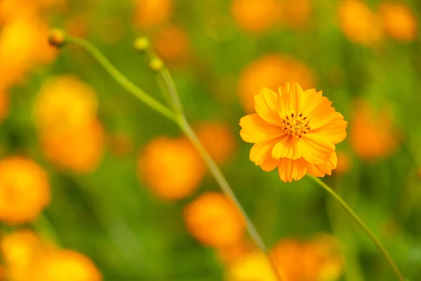 Schöne Gelbe Farbe Kosmos Cosmos Sulphureus Blumenfeld Hintergrund — Stockfoto