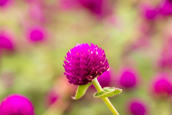 Violet Color Globe Amaranth Blurred Background — Stock Photo, Image