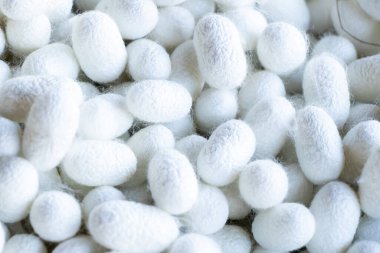 Beyaz koza sahnesinde ipek böceği grubu