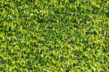 Kapalı yeşil çimen desenli arka plan