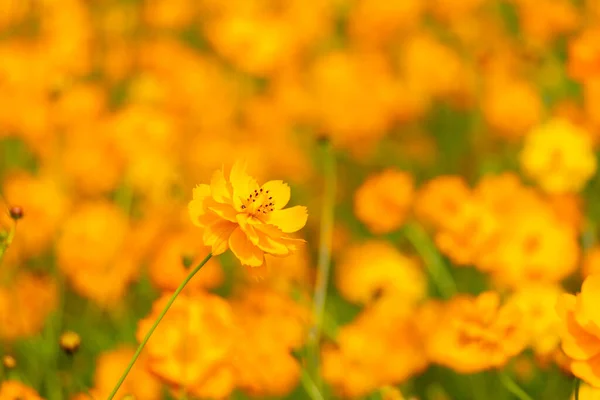 Güzel Sarı Renkli Kozmos Kozmos Sülfür Çiçek Tarlası Arka Planı — Stok fotoğraf
