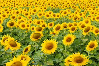 Tarım çiftliği arka planında güzel sarı ayçiçeği rengi