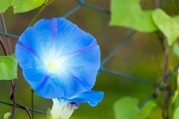 Azul Cor Manhã Glória Flor Subir Fundo Fenbce — Fotografia de Stock