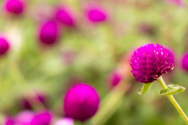 Bulanık arkaplan ile mor renkli küre arrantı