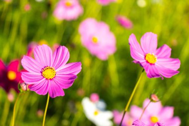 Güzel pembe renkli kozmos (Meksika aster) çiçek arkaplanı
