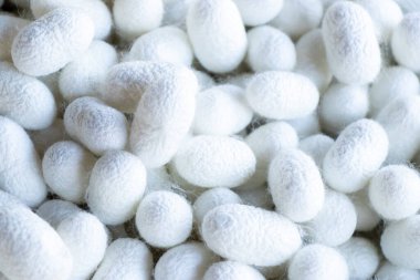 Beyaz koza sahnesinde ipek böceği grubu