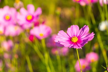 Güzel pembe renkli kozmos (Meksika aster) çiçek arkaplanı