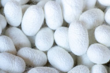 Beyaz koza sahnesinde ipek böceği grubu