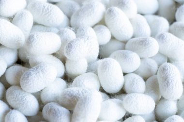 Beyaz koza sahnesinde ipek böceği grubu