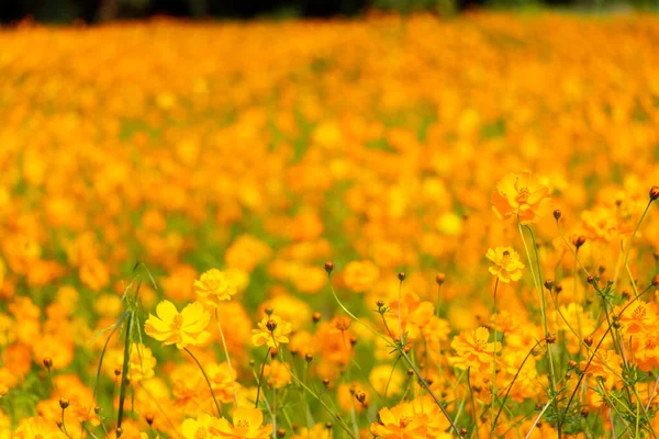 Beautiful Yellow Color Cosmos Cosmos Sulphureus Flower Field Background Stock Picture