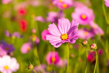 Güzel pembe renkli kozmos (Meksika aster) çiçek arkaplanı