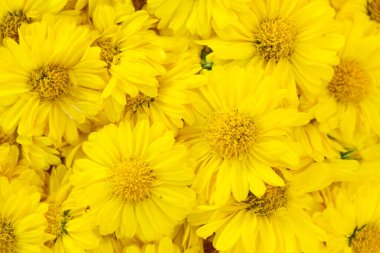 Sarı renkli kasımpatı çiçek desenli arkaplan