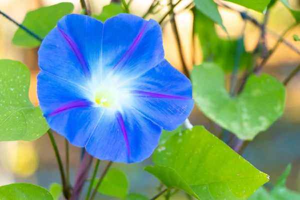 Mavi Renkli Sabah Çiçeği Çitin Arkasına Tırman — Stok fotoğraf