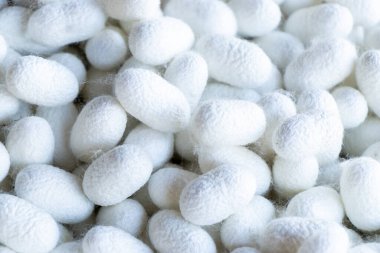 Beyaz koza sahnesinde ipek böceği grubu