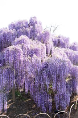 29 Nisan 2019 Ashikaga, Japonya: Ashikaga Parkı, Tochigi mükemmeliyeti, Japonya