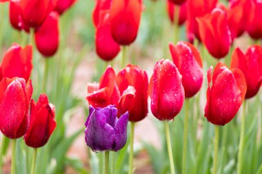 Kırmızı lale arkaplanı arasında mor lale büyümesi (diğer, lider veya benzersiz farklılık kavramı)
