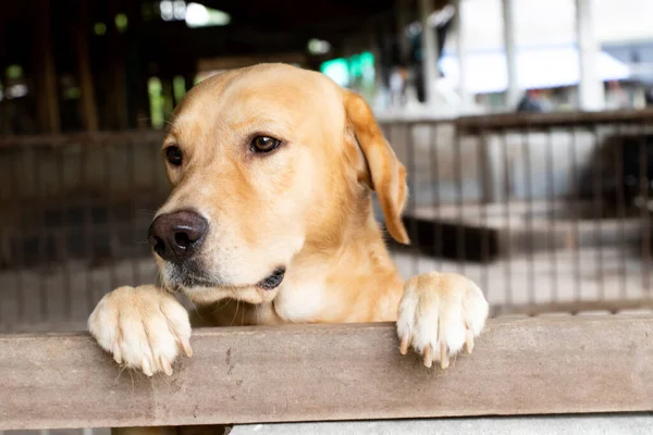 Kahverengi Altın Geri Çekilen Köpek Durdu Kafesin Başında Bekledi — Stok fotoğraf