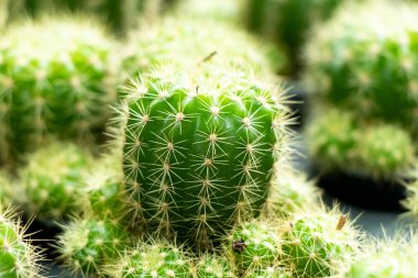 Bitki kabında yeşil renkli kaktüs ve arka plan olarak da başka bir tane.