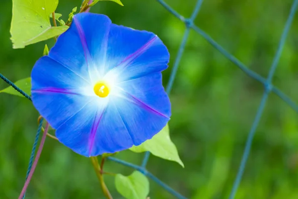 Azul Cor Manhã Glória Flor Subir Fundo Fenbce — Fotografia de Stock