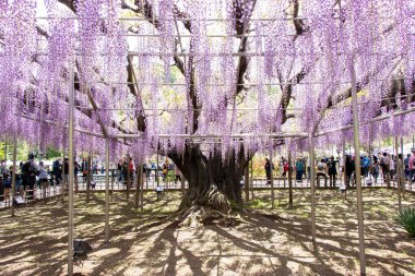 29 Nisan 2019 Ashikaga, Japonya: Ashikaga Parkı, Tochigi mükemmeliyeti, Japonya