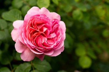 Bahçedeki yeşil yapraklı pembe gül