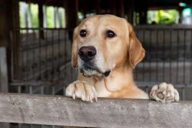Kahverengi köpek durdu ve kafes üzerinde bekleyin 