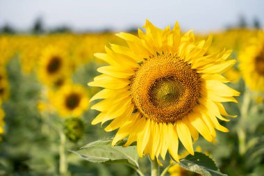 Tarım çiftliği arka planında güzel sarı ayçiçeği rengi
