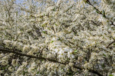 Erken bahar elma ağacı sokakta bahçede beyaz çiçek çiçeklenme