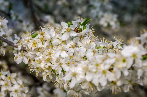 Kvete bílými květy brzy na jaře jabloni v zahradě v ulici — Stock fotografie