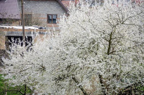 Kwitnące kwiaty białe w wczesną wiosną jabłoń w ogrodzie na ulicy — Zdjęcie stockowe