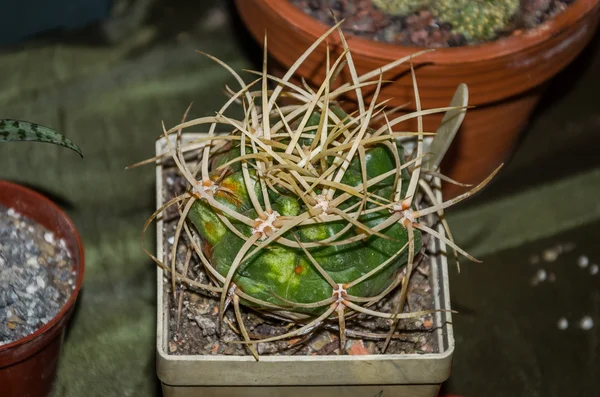 リヴィウ、ウクライナで展覧会の花屋で、世界中から鍋で装飾的なウチワ サボテン サボテン — ストック写真