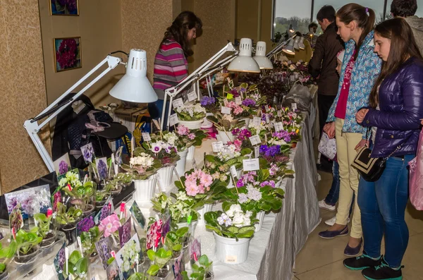 LVIV, UCRAINA - APRILE 2016: Persone che considerano i banchi dei visitatori con fiori in fiore di viola e cactus in vendita presso il centro commerciale Intercity a Lviv, Ucraina — Foto Stock
