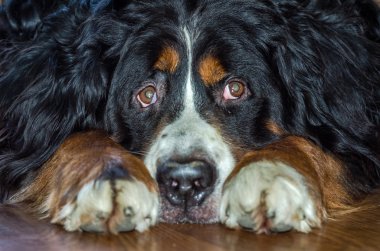 Hayvan sürüsü köpek doğurmak nın Sennenhund boyunda beyaz noktalar ile siyah tüylü saçlı