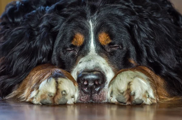 A raça cão pastoreio Berner Sennenhund com cabelo preto desgrenhado com manchas brancas no pescoço — Fotografia de Stock