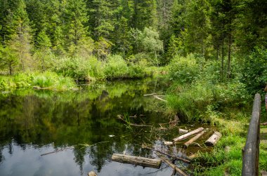 Dağ Lut Gölü Milli Parkı içinde Lviv yakınındaki Skole Beskids ormanında